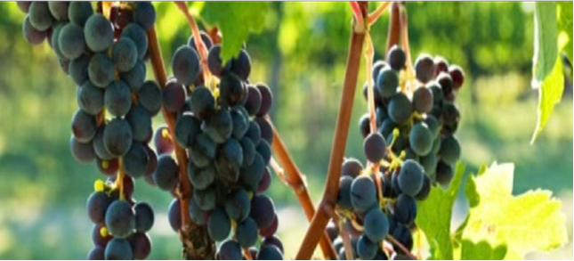 Grape Harvesting